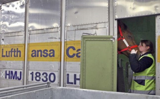 Lufthansa câştigă anual 1,3 milioane de dolari transportând cai